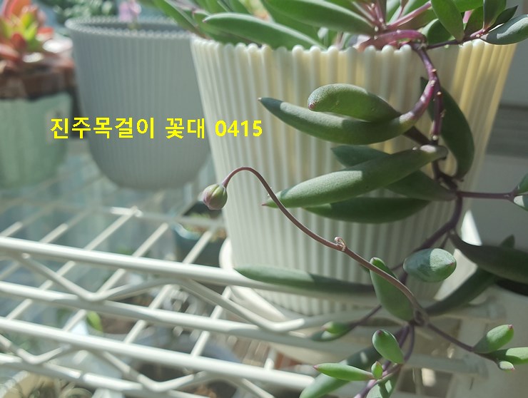 진주목걸이 꽃대 0415