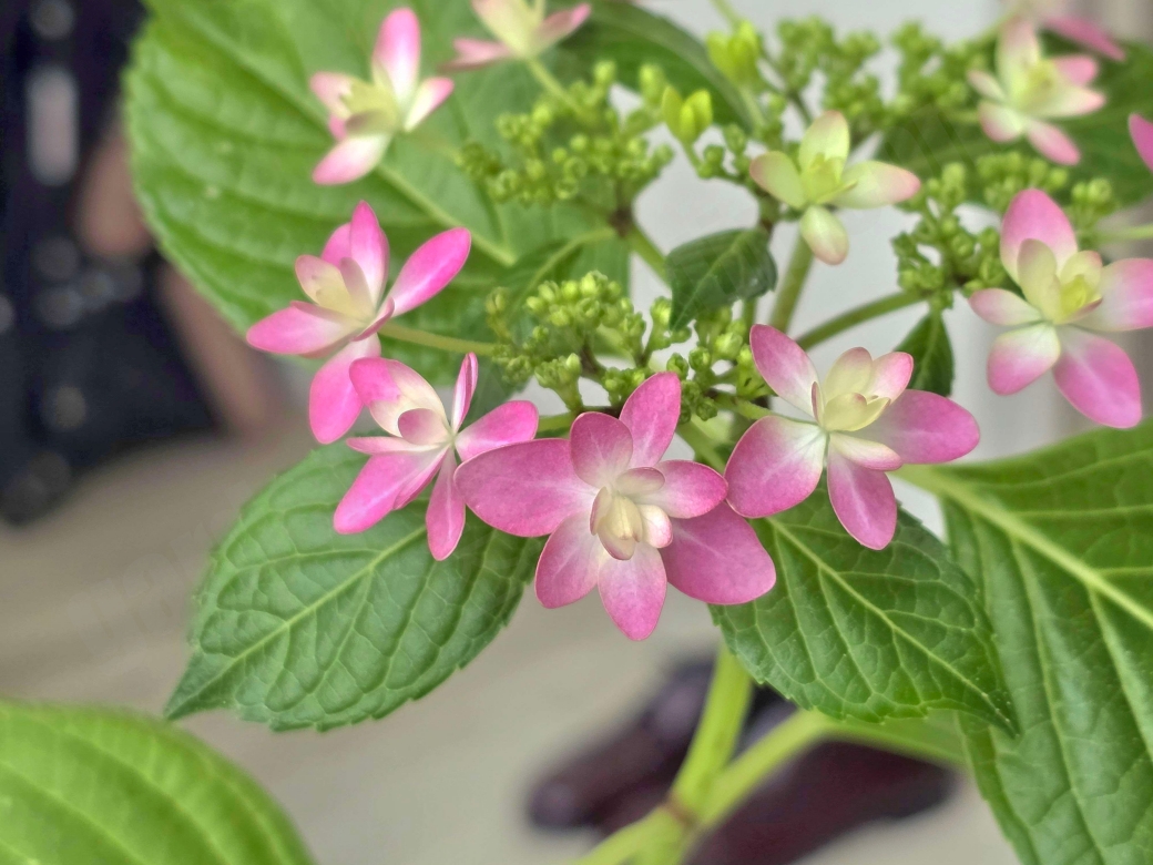 별수국 꽃