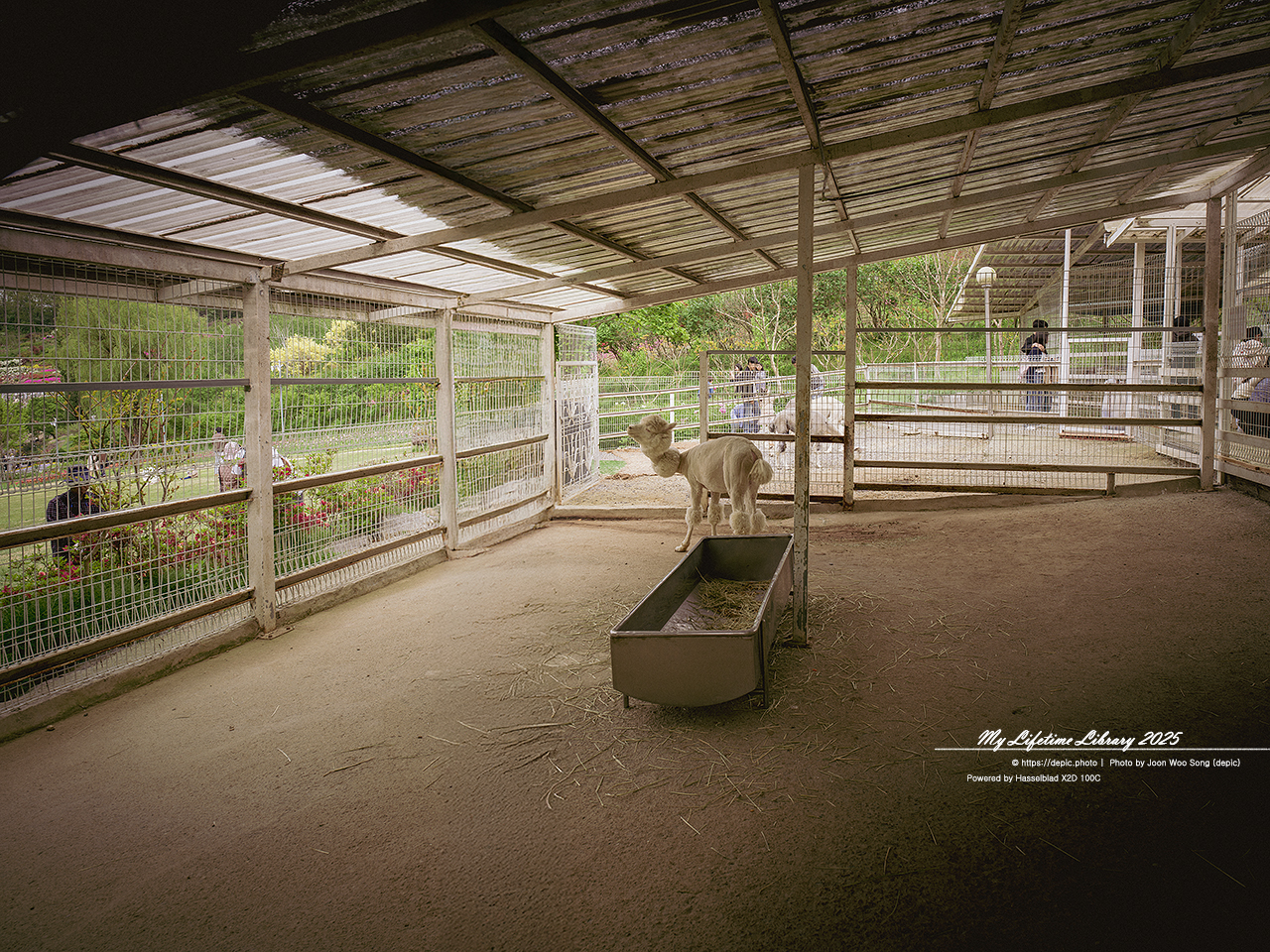 #봄 #꽃 #튤립 #아산 #피나클랜드