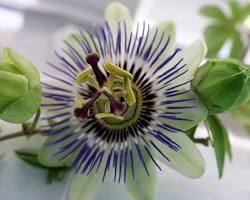 시계초 이미지 사진