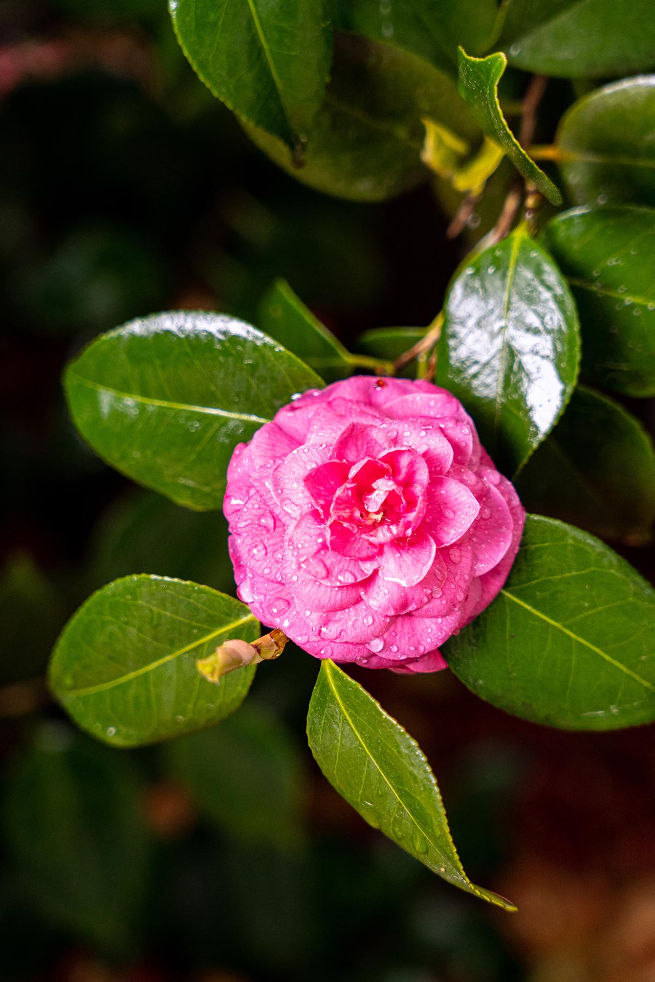 미륵전 동백나무