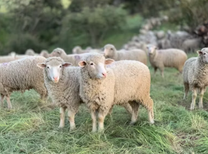 2025년 삼재띠 삼재