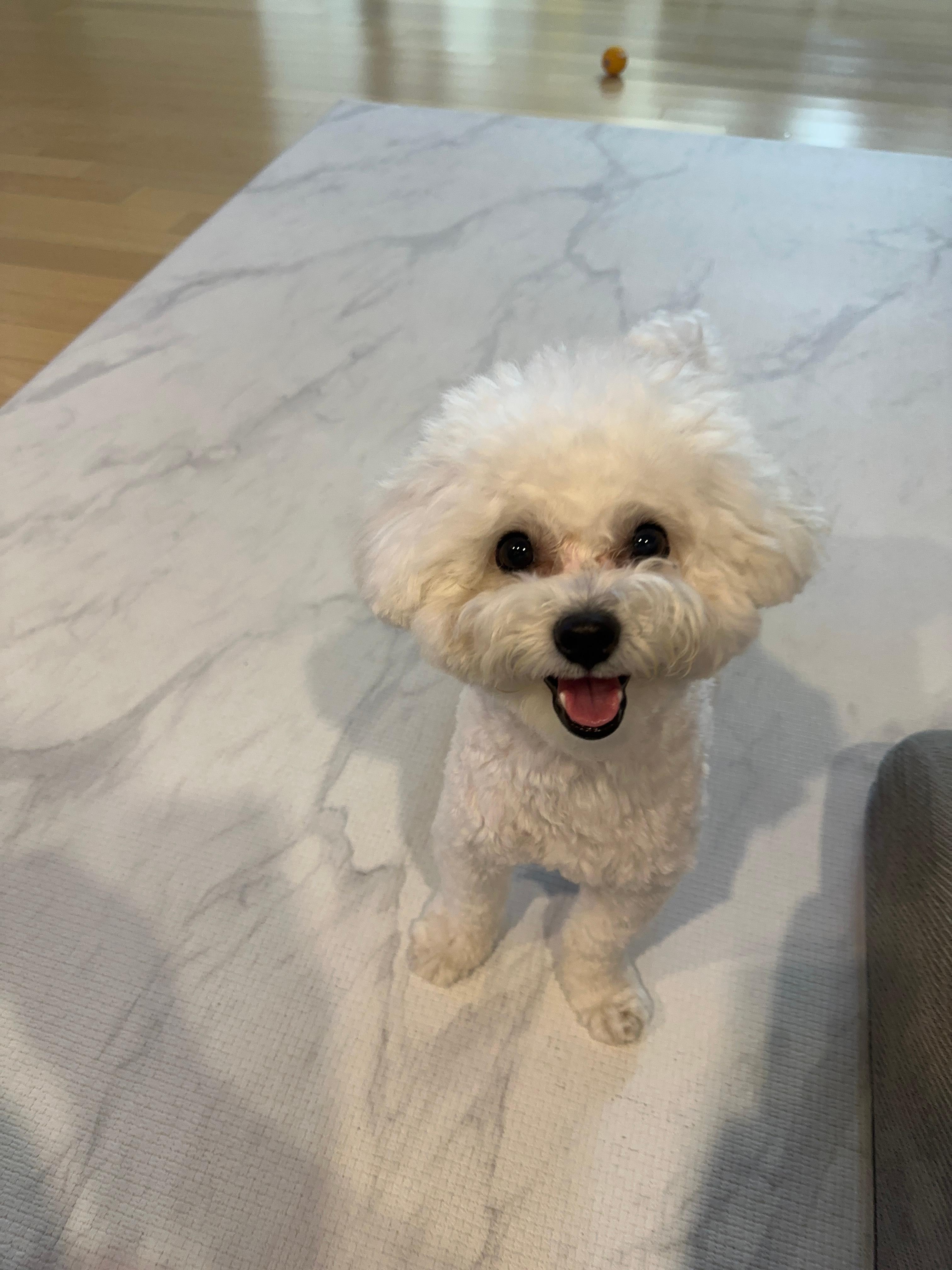 강아지 하네스 하고 산책나갈 준비하는 신나는 표정을 하고있는 모찌