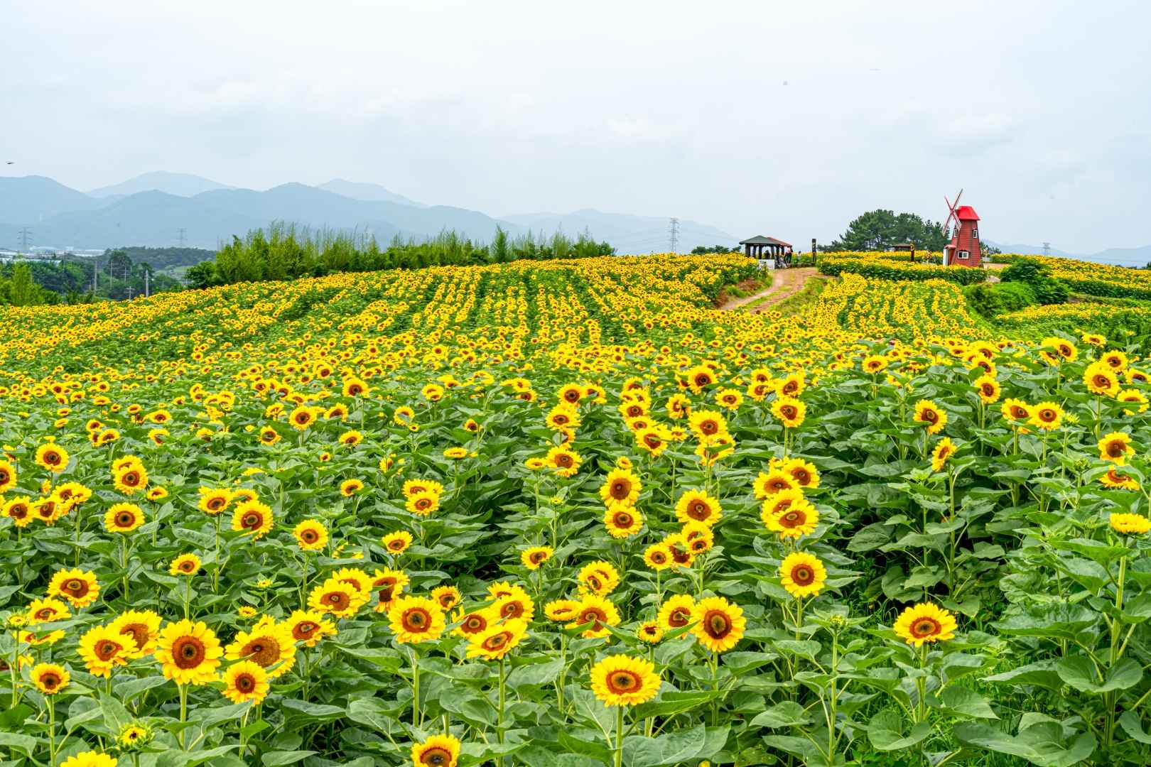 강주해바라기 축제