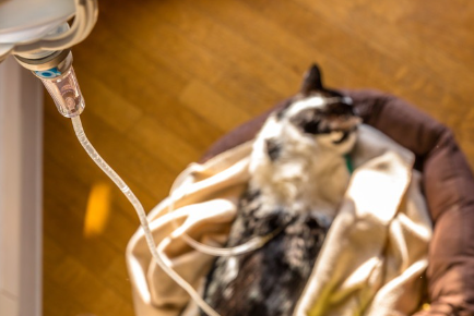 링거를 맞는 고양이.