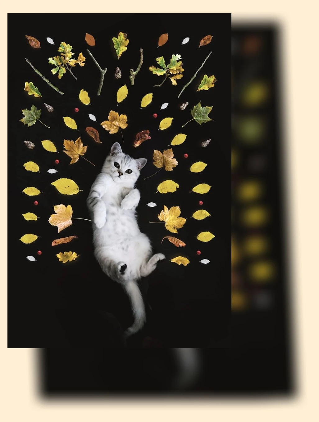 고양이 눈 건강_2_subsection