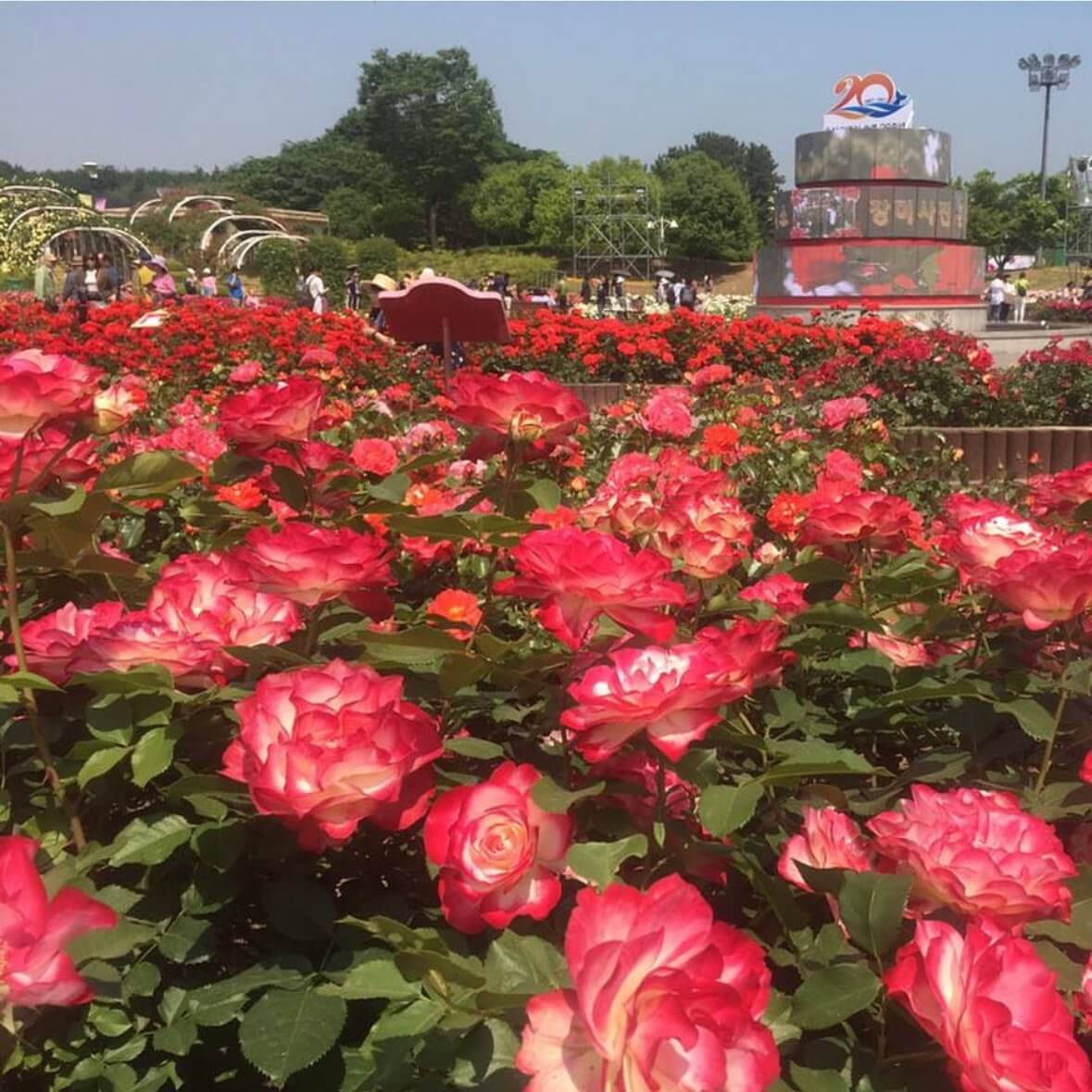 울산대공원 장미축제