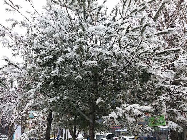 올 겨울 날씨 강설