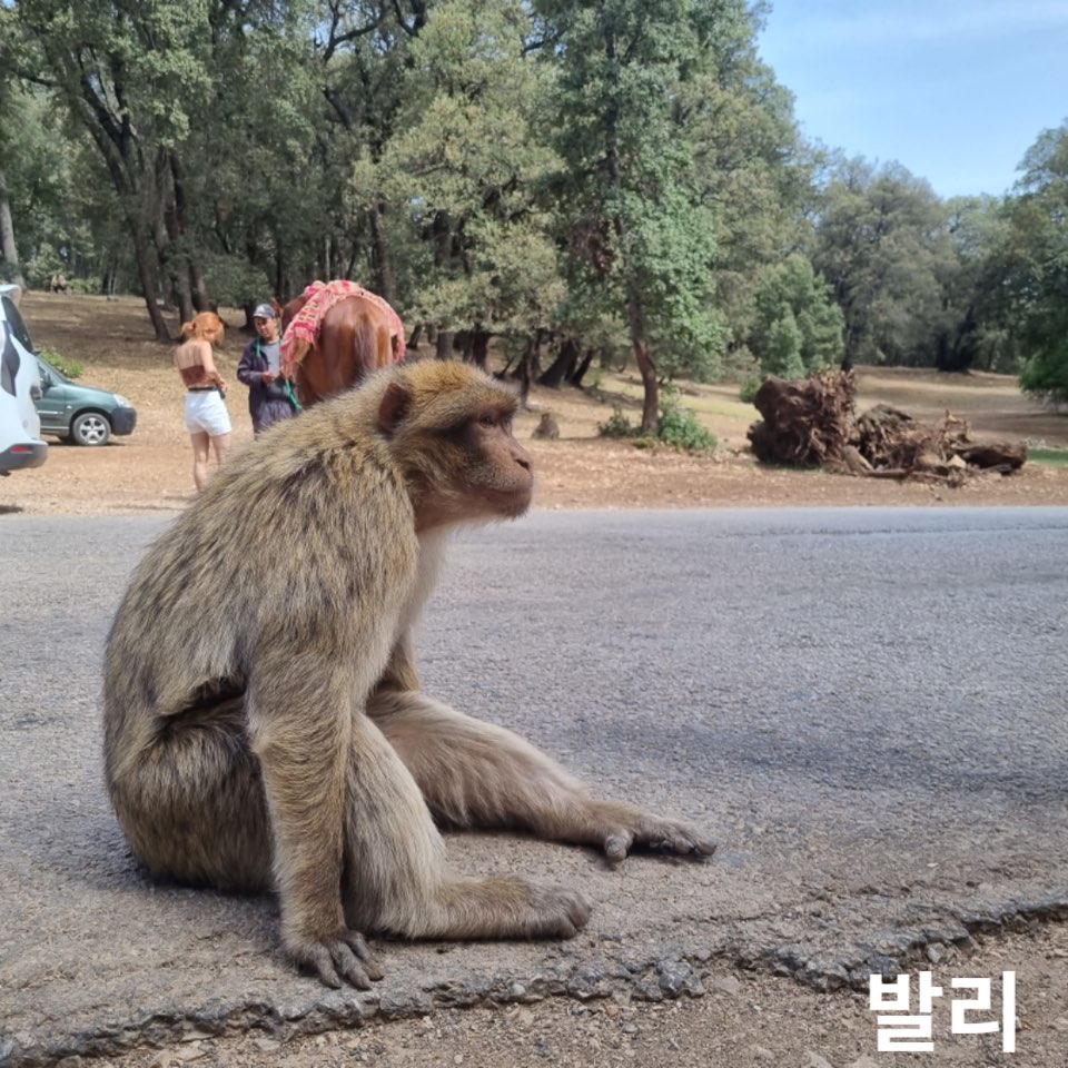 9월아기발리