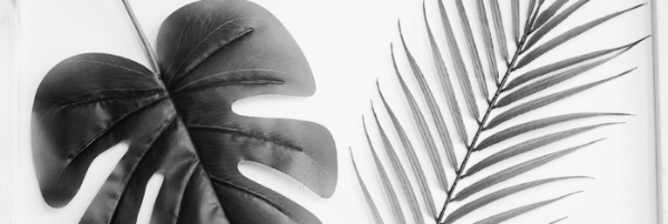 몬스테라 가지치기