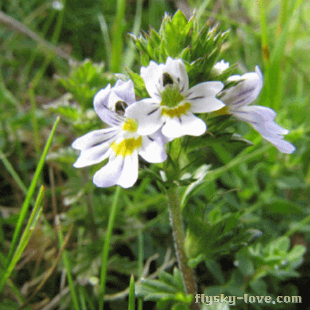 아이브라이트 효능