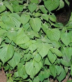 참나물 효능과 부작용 칼로리