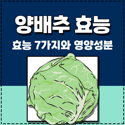 양배추 효능 영양성분