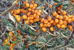 비타민 나무 효능14