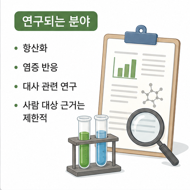치자열매의 항산화, 염증 반응, 대사 관련 연구와 사람 대상 근거의 한계를 설명한 이미지