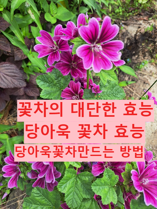 몸에 좋은 꽃차 당아욱 꽃차 효능 당아욱 차 만드는 법 자연 건강차 추천