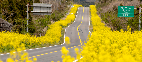 서귀포 표선 유채꽃 축제1