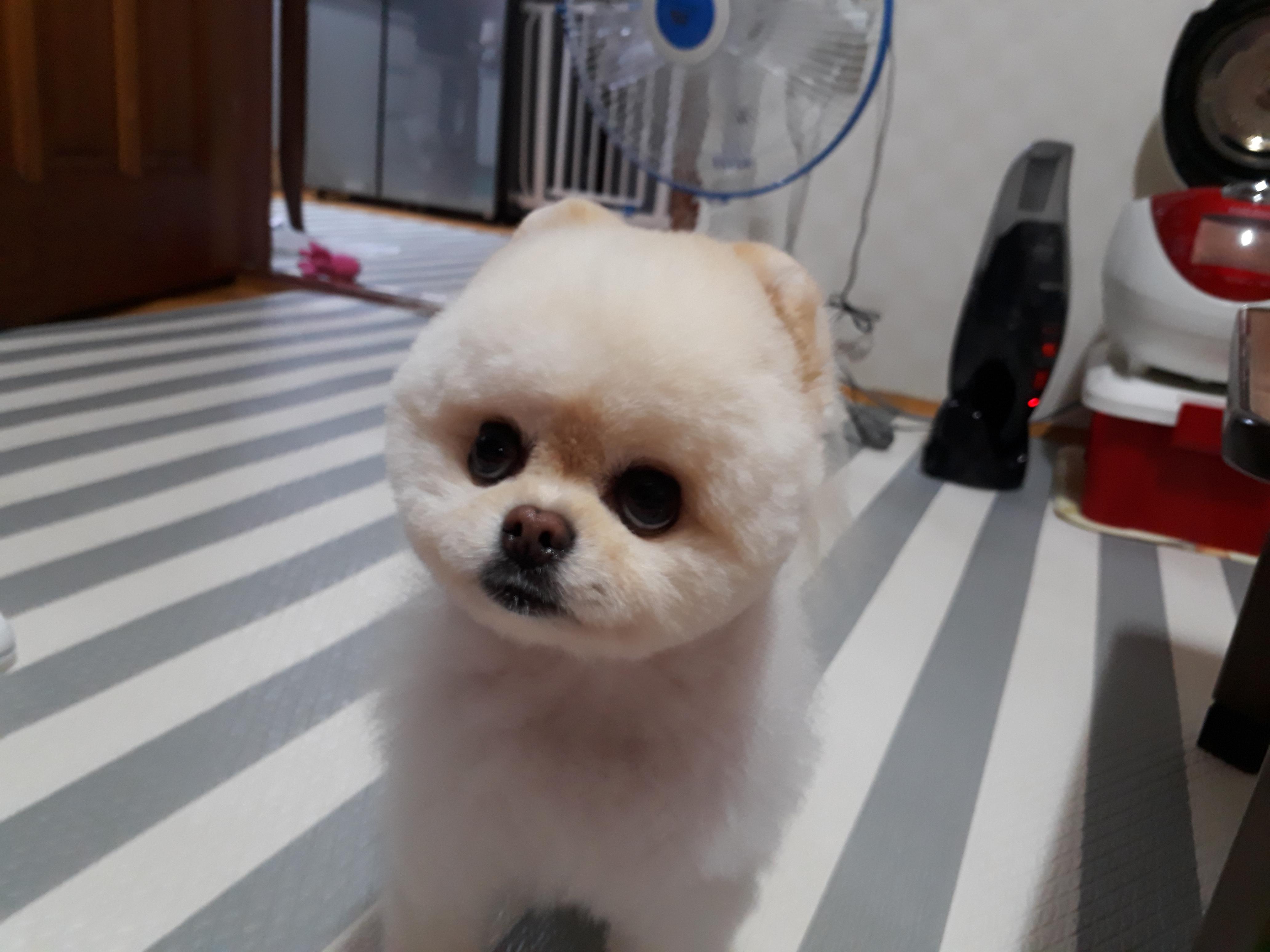 강아지가 싫어하는 행동 : 싫어하는 행동 23가지