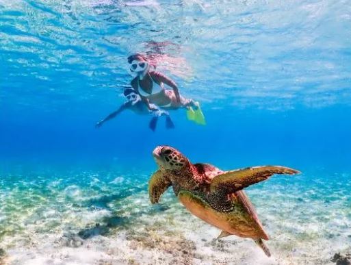 바다거북 스노클링1