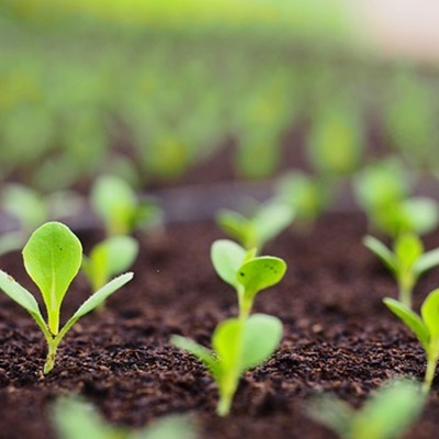 토양을 재활용하는 방법: 건강한 가드닝을 위한 필수 팁