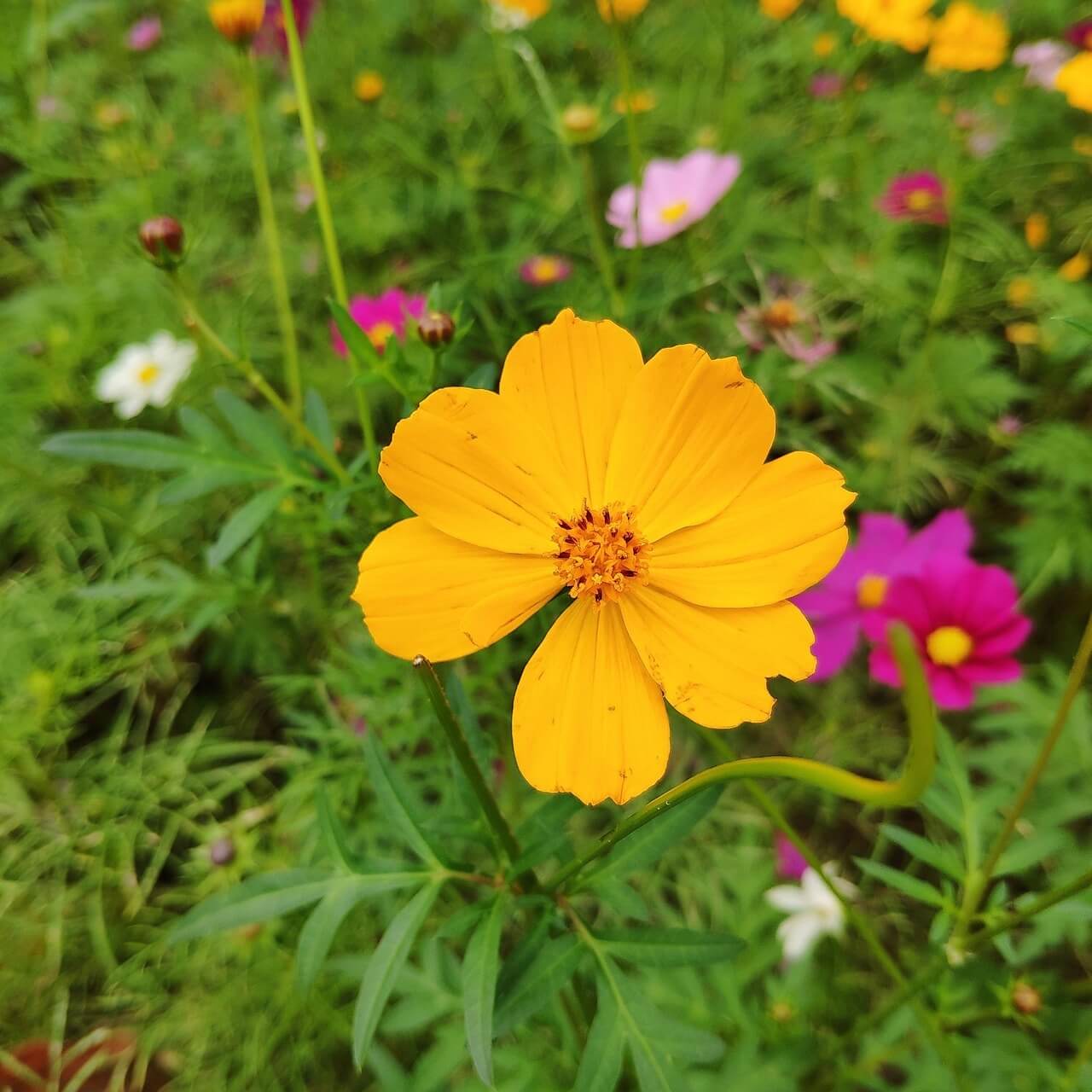 단양 도담정원 황화 코스모스