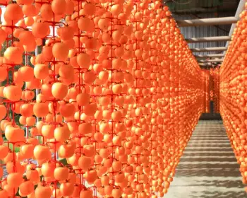 양촌 곶감축제_7