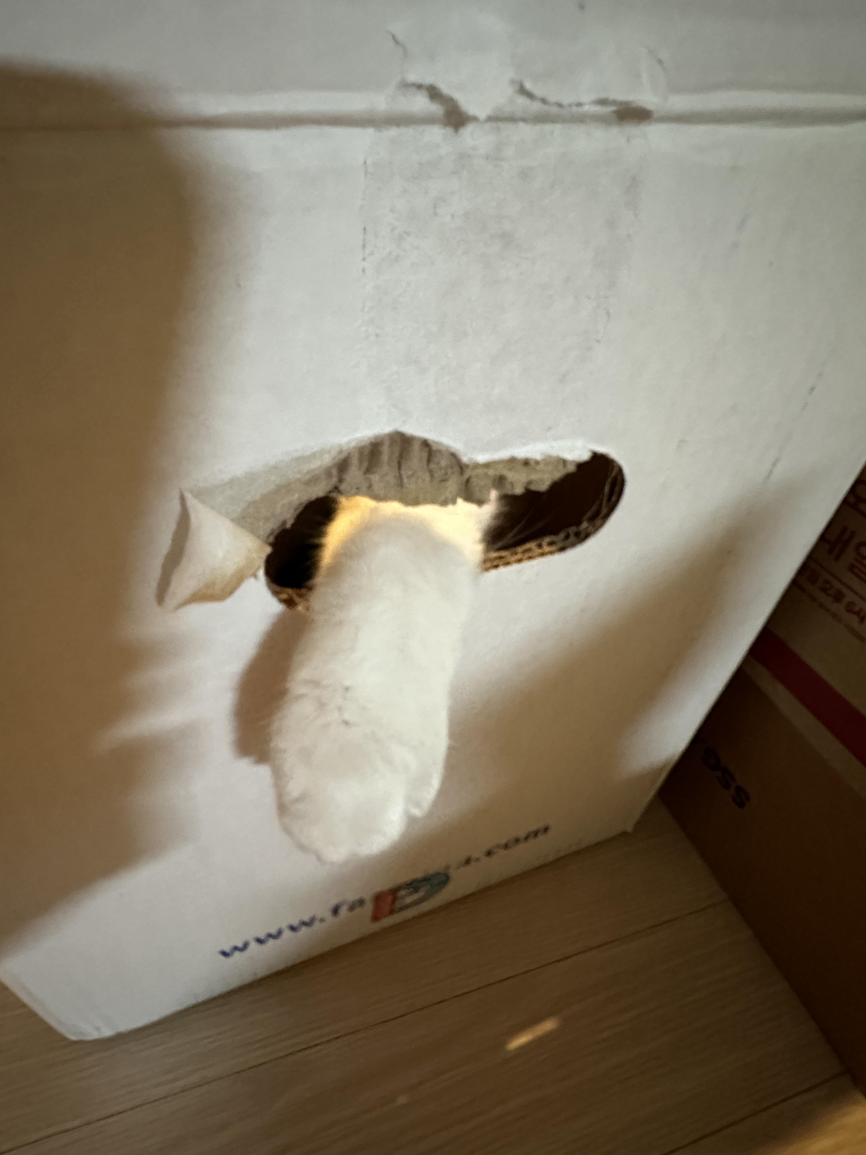 택배상자의_작은_구멍으로_앞발을_내밀고_있는_요미