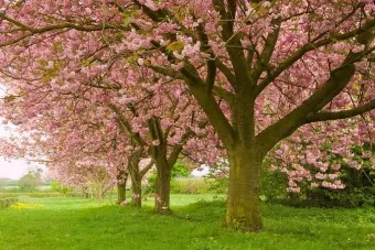 벚꽃 만개시기 2025 숨겨진 명소 베스트3_4