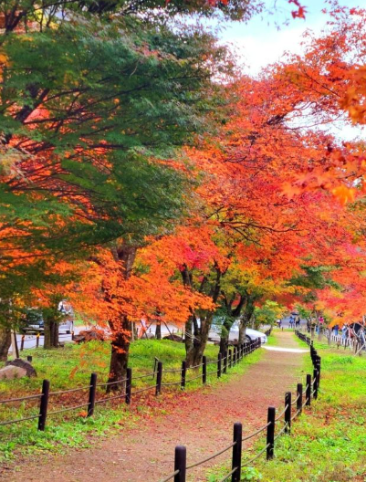 2025 내장산 단풍 절정시기 &amp; 난이도별 등산코스 TOP 5 완벽 정리