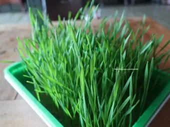 밀싹 재배 씨 뿌리기 발아 촉진 주기적 수확_9