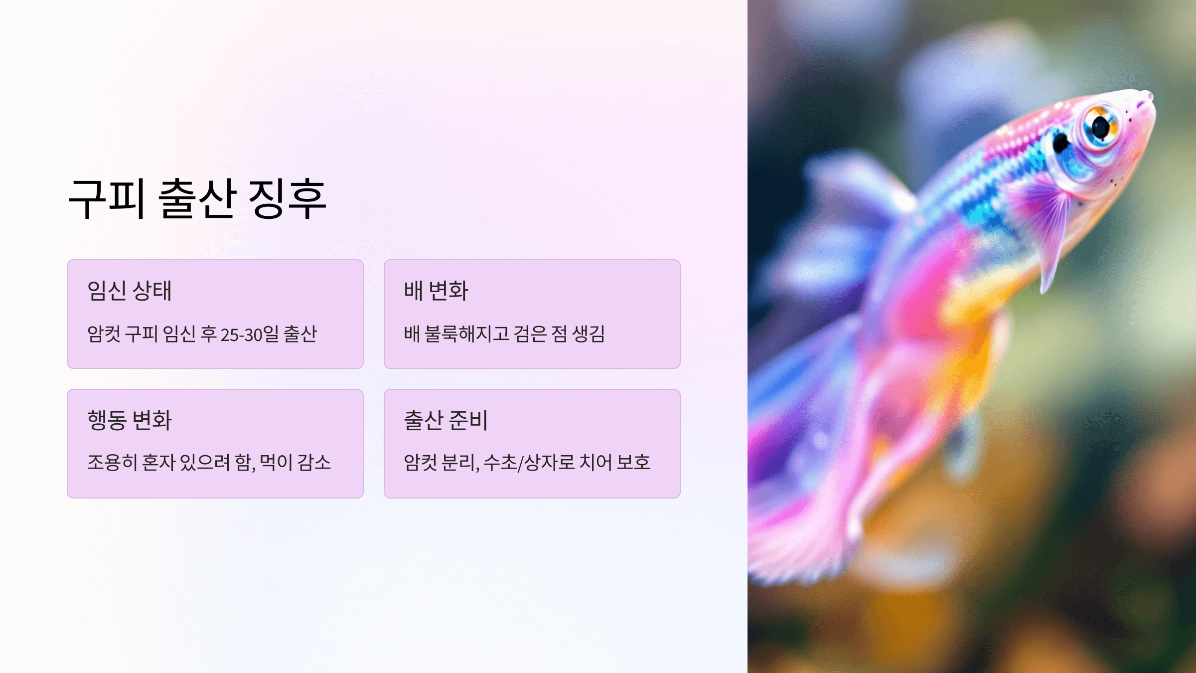 구피 사진입니다.