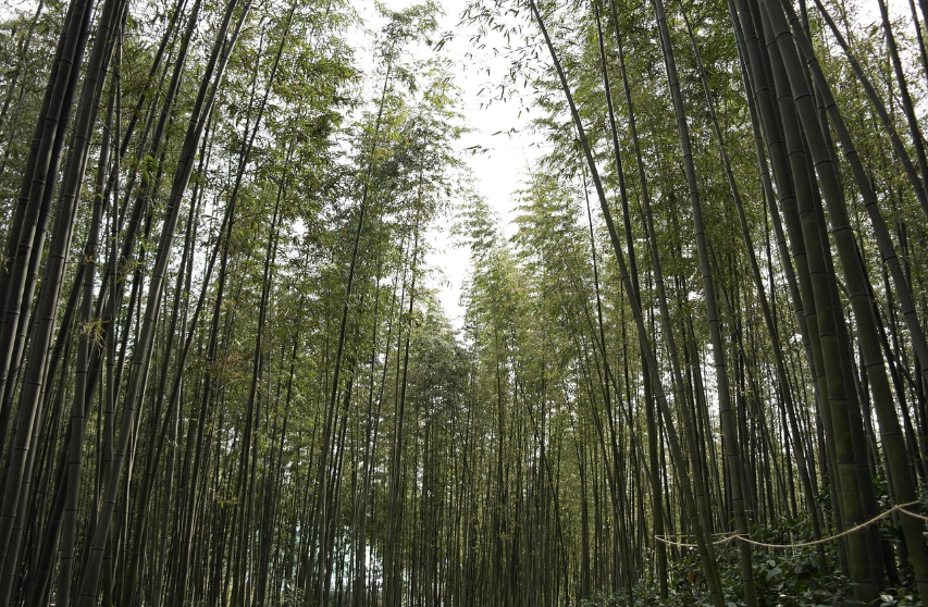 전남 담양 죽녹원 사진
