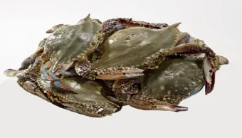 6월 꽃게 금어기 정확한 일정과 유통 제한 상세 정보 총정리_7