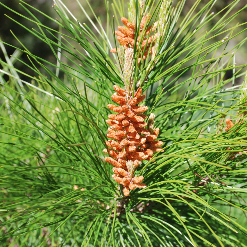 송화가루 알레르기_18