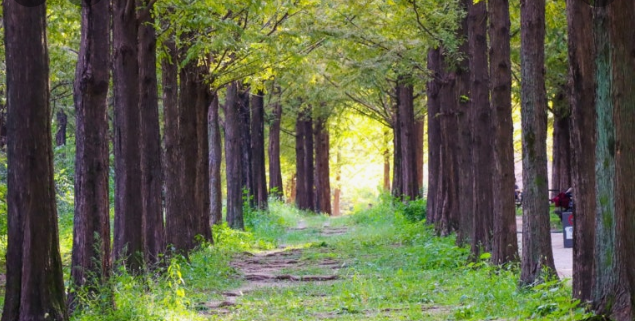 하늘공원 메타세콰이어길의 여름