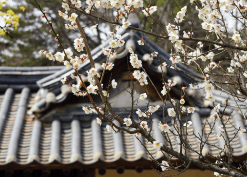 기와집과 기와 지붕과 벚꽃이 있는 사진