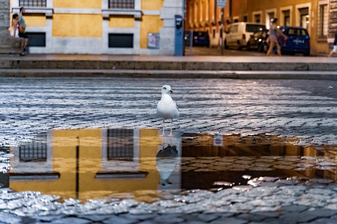 'Reflection'
