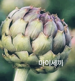 아티초크