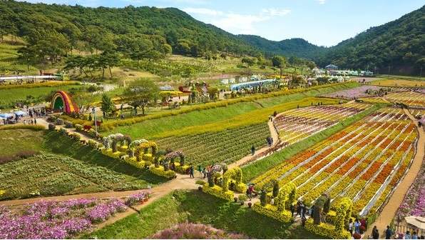 화순 고인돌 가을꽃 축제