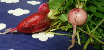 래디시 재배 직파 요령 솎아주기 토양 pH 맞추기_11