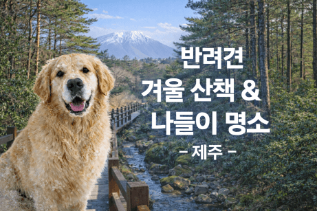 제주 반려견 겨울 나들이 명소, 강아지와 함께 걷기 좋은 산책 코스