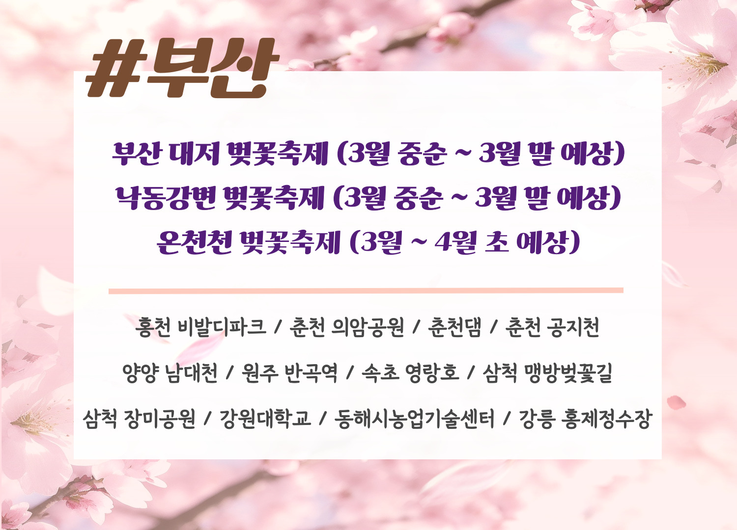 2024년 벚꽃 지역별 개화시기