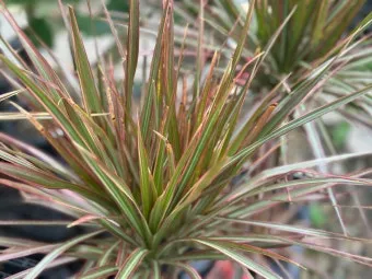 드라세나 키우기 물주기 가지치기 번식방법 흙배합 가이드_7