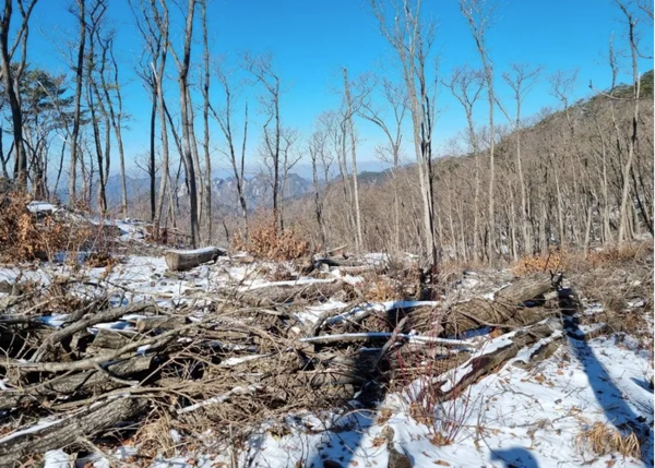 문경 주흘산 케이블카 논란 생태자연도 1등급 벌목, 환경영향평가 부실 의혹 총정리 관련 사진
