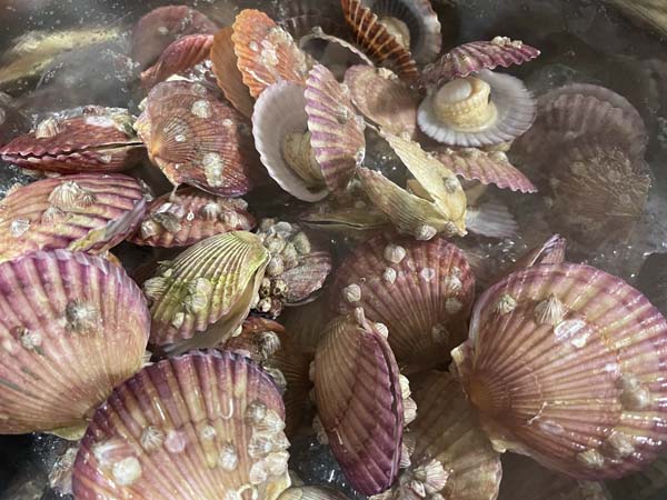 세척한 홍가리비 찌는중