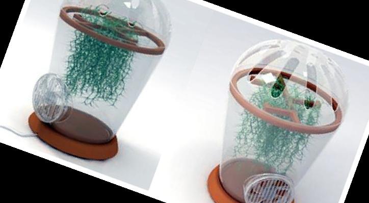 실내 공기정화식물 순위