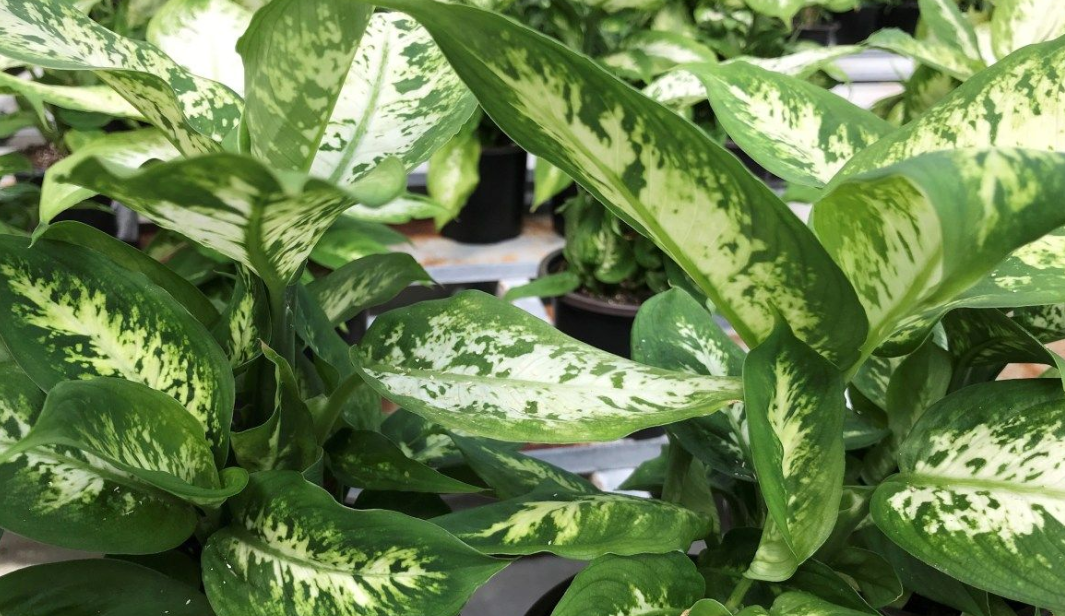 디펜바키아 컴팩타