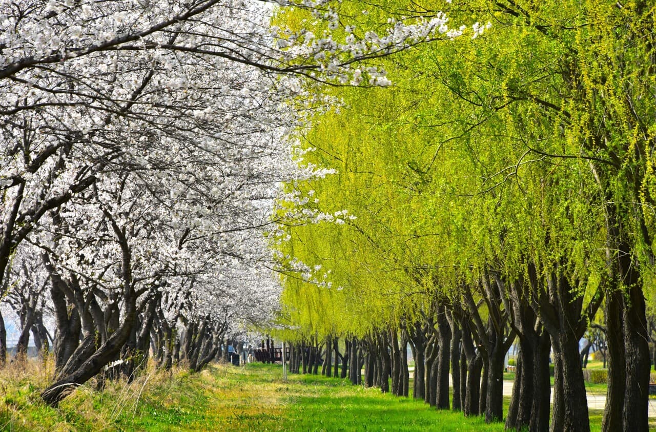 자연 치유와 전통 수기요법: 자연 속 마사지와 지압의 만남