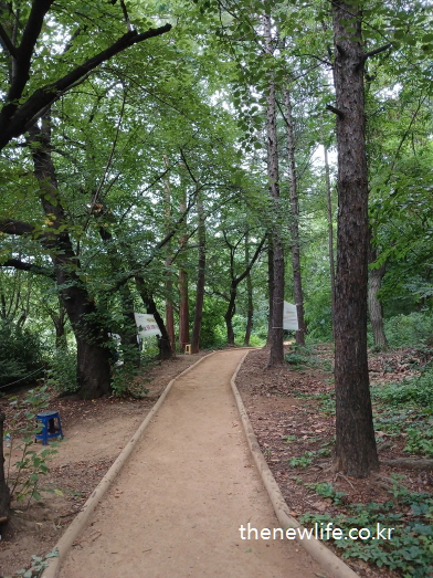 A forest walking trail with compacted dirt surrounded by tall trees in Children's Grand Park, Seoul./서울 어린이대공원 숲속에 조성된 흙길 산책로. 나무로 둘러싸인 조용한 자연 산책 코스.