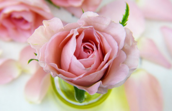 삼척 장미축제 일정 2025 17